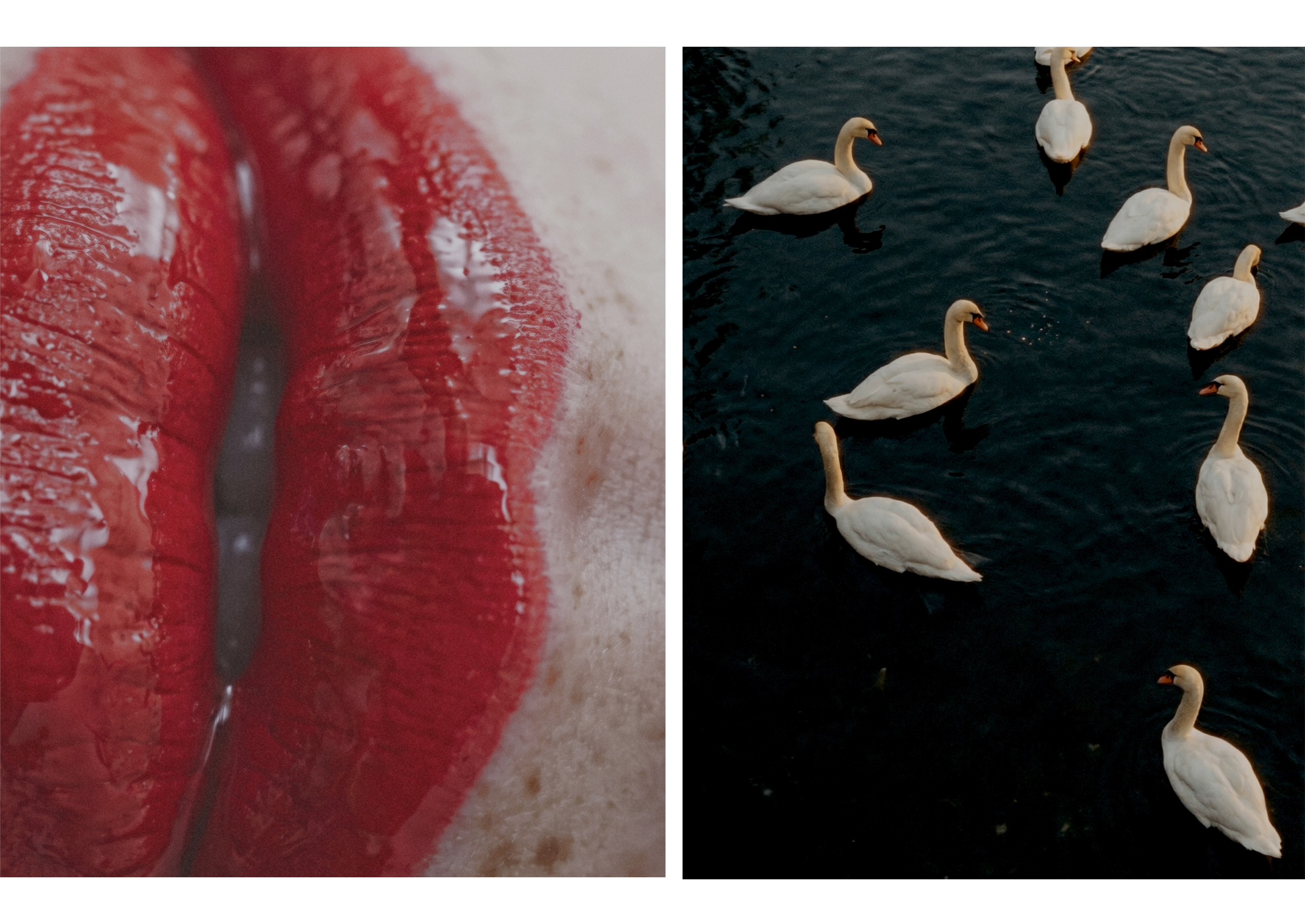 LIPS & SWANS